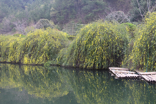 绿水竹排近景