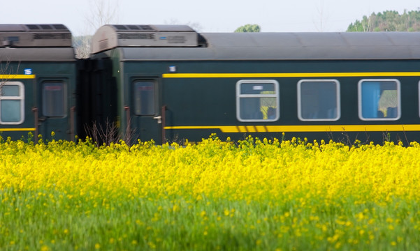 油菜花 火车