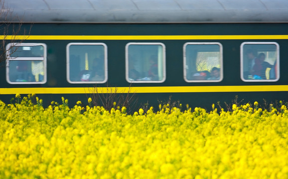 油菜花 火车