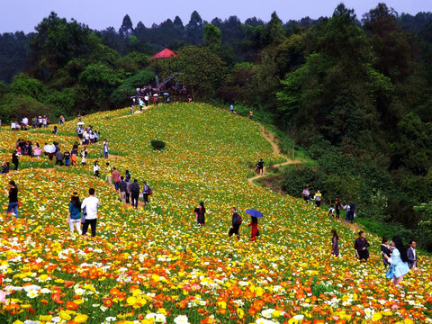 花海