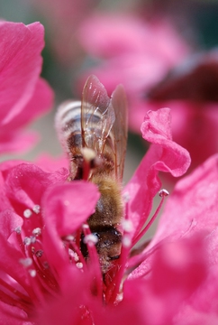 蜜蜂采蜜粉色桃花微距