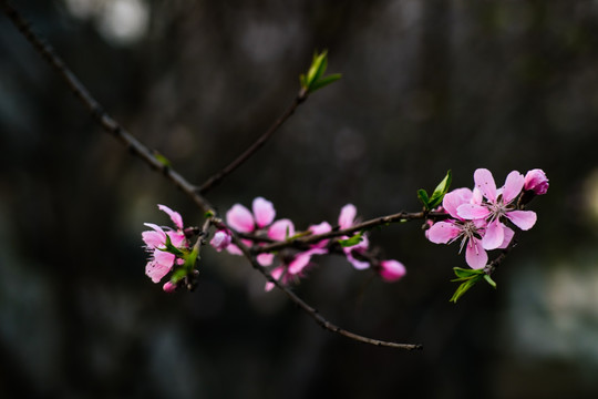 桃花