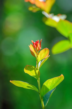 嫩芽