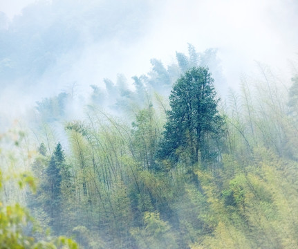 山林 山竹