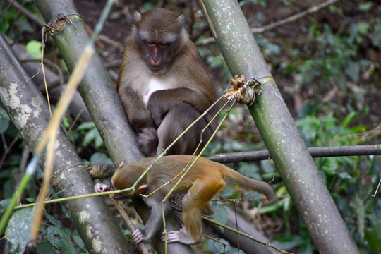 原始森林 野生猕猴母子