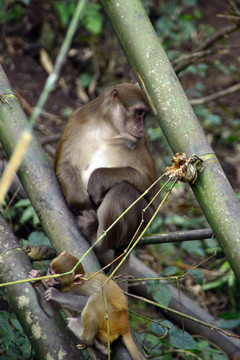 原始森林 野生猕猴母子