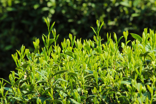 茶叶背景 绿茶背景 龙井茶