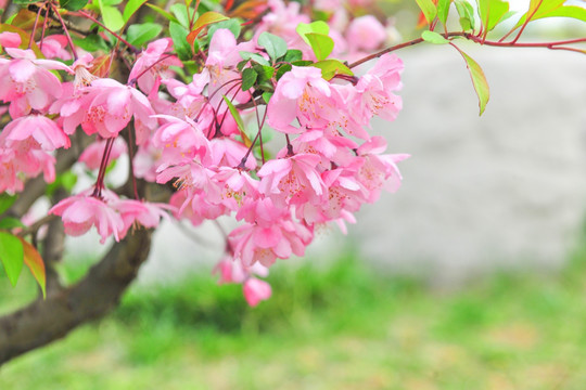 海棠花摄影