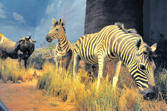 非洲斑马高清大图