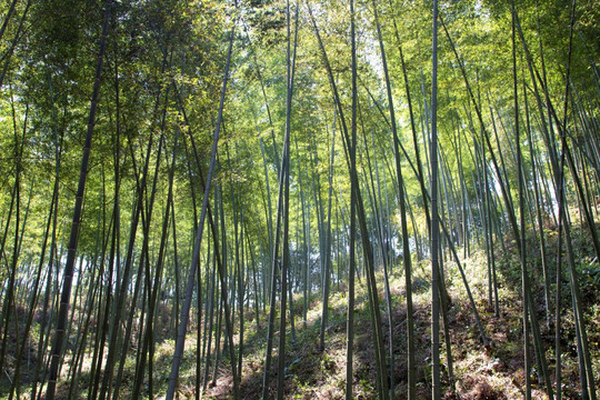 春天毛竹林