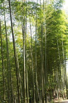 春天毛竹林