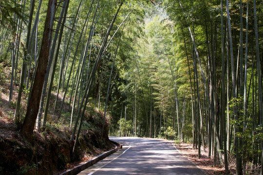 春天毛竹林