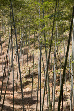 春天毛竹林