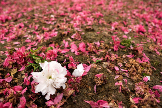 落花满地