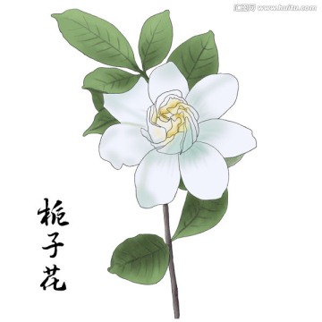 梔子花