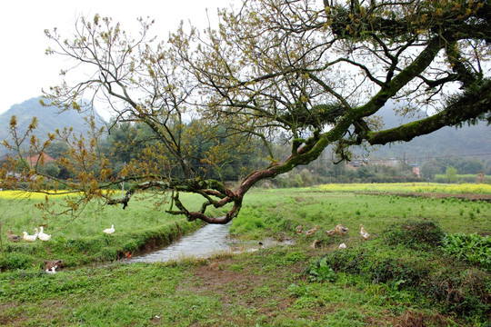 山村大树