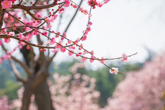 粉红梅花