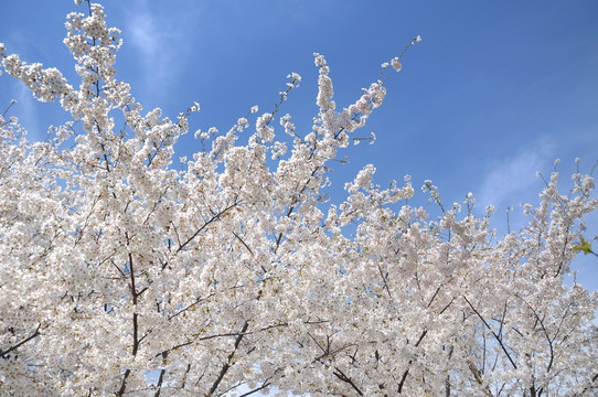 玉渊潭公园樱花