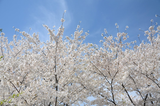 玉渊潭公园樱花