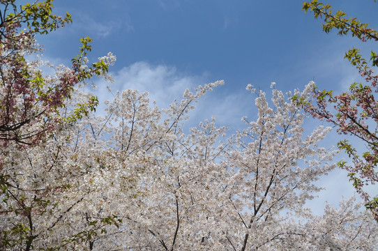 北京玉渊潭公园樱花节