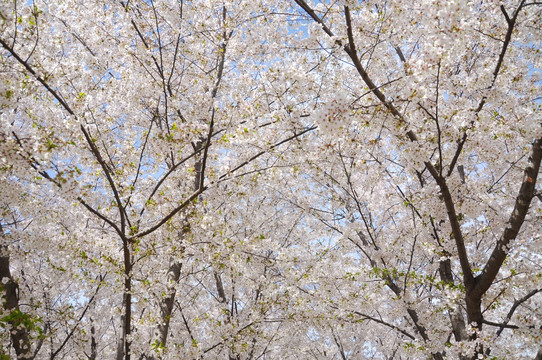 北京玉渊潭公园樱花节