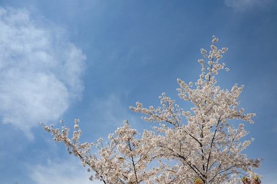 北京玉渊潭公园樱花节