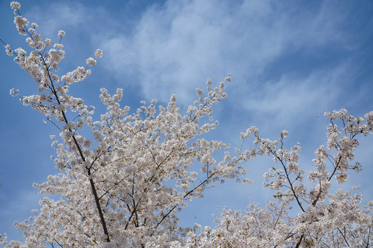 北京玉渊潭公园樱花节