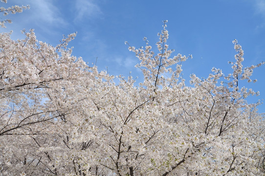 北京玉渊潭公园樱花节