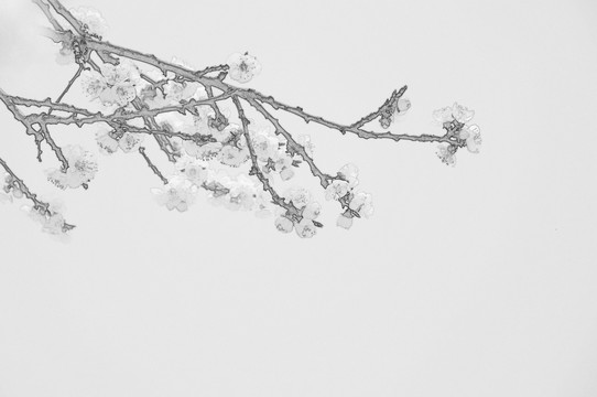 杏花素描