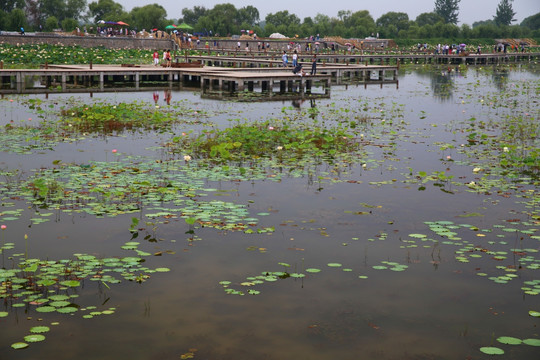 夏日焦岗湖