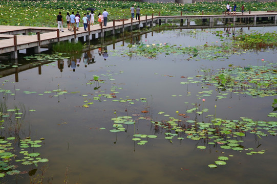 焦岗湖