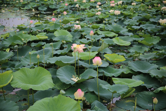 焦岗湖荷花