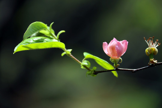 梅花