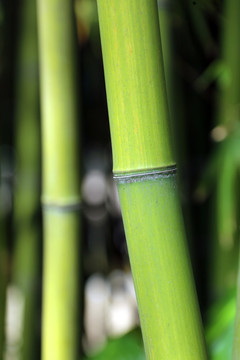绿竹 竹干 竹节 上海 公园