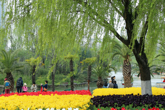 柳树 树 上海 郁金香公园