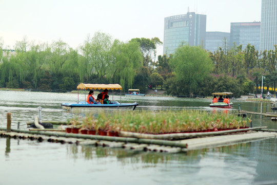 上海郁金香公园