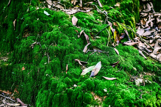 天然绿色苔藓