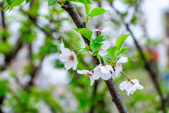 樱花