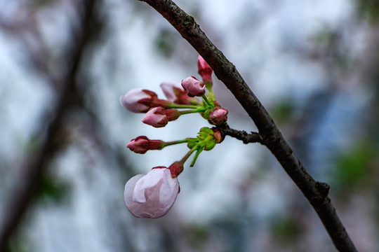 樱花 樱花观赏 春天