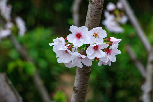 樱花观赏 春天