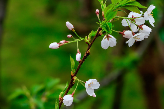 樱花背景 樱花花枝