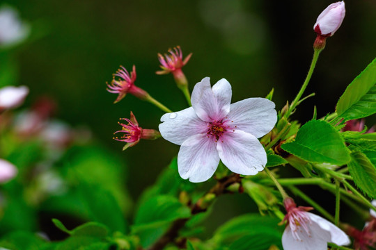 樱花观赏 樱花之恋