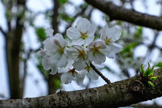 樱花观赏 樱花树