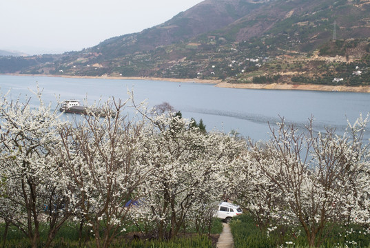 巫峡李花