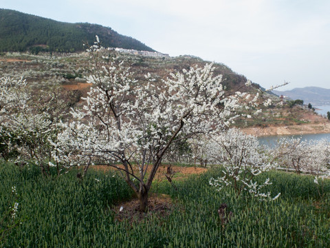 巫峡李花