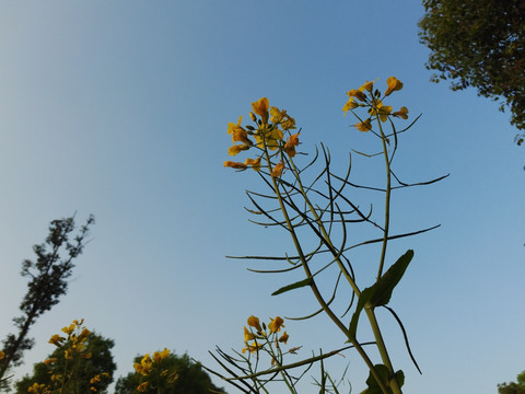 油菜花