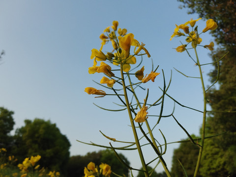 油菜花