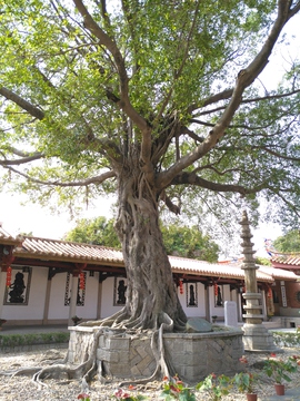 泉州承天寺