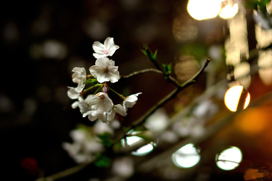 黑夜中的白色山樱花