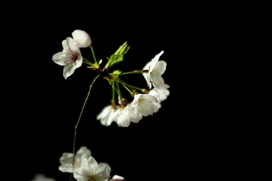 夜晚的白色樱花